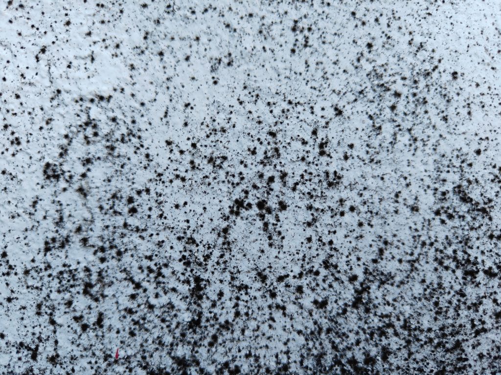 What Is Mold CIRS? Understanding Chronic Inflammation & Health Impacts