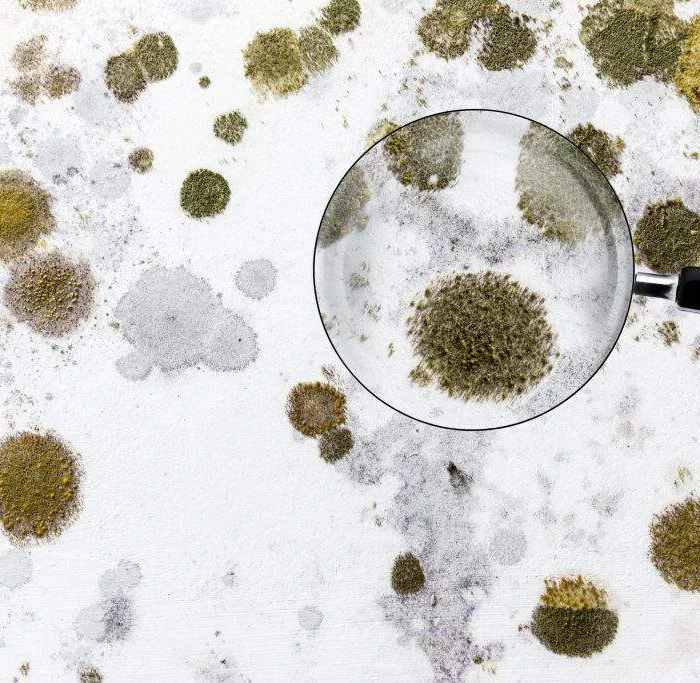 Top Mold Inspections in St. Louis - PureHealth Mold